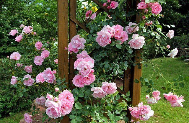 keř růží - Jak správně zasadit sazeničky růží