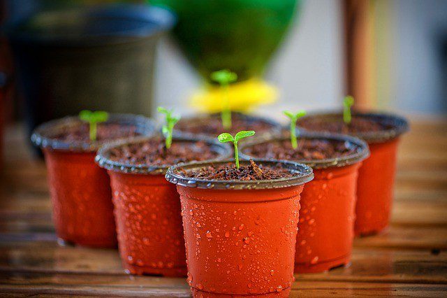 sazenice - Několik kroků, jak pěstovat rostliny ze semínek v bytě, nebo v domě