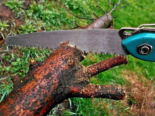 ezání - Jak správně prořezávat stromy