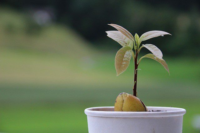 avokádo z pecky 1 - Vypěstujte si vlastní stromy avokáda