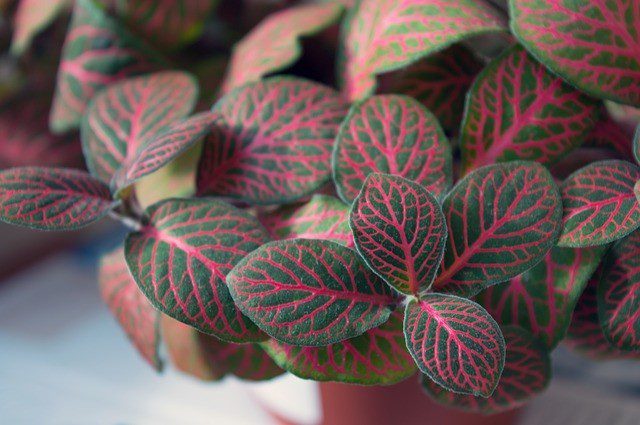 exotiká fittonia - Pět nejexotičtějších rostlin do vašeho bytu