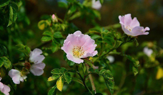 pek květ - Šípková růže – to nejsou jen šípky