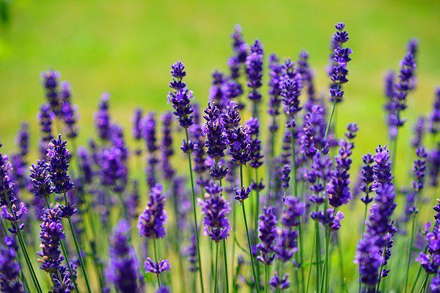 lavender 1117275 640 - Levandule lékařská
