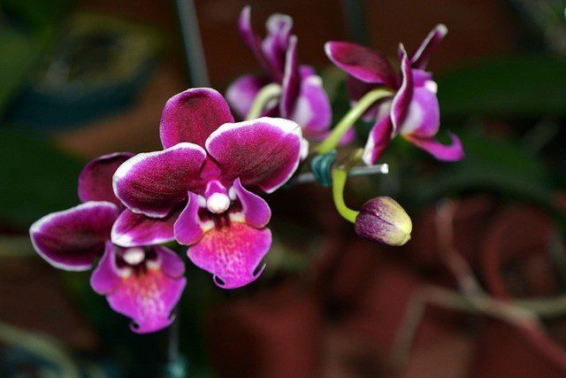orchie - Jak to udělat, aby nám orchidej za oknem opakovaně vykvetla