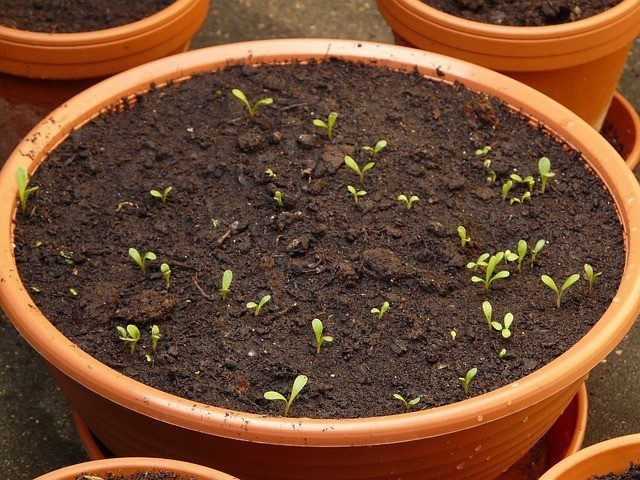 sazenička - Pěstování rostlinek pro jarní výsev