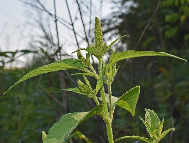 amaranth - Amarant neboli laskavec – bylinka i rostlina do zahrady