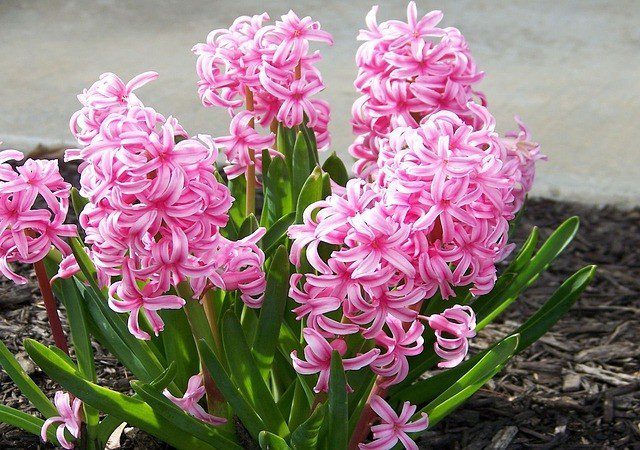 hiacint - Jaké květiny zasadit na zahradu, aby kvetla od jara do podzimu
