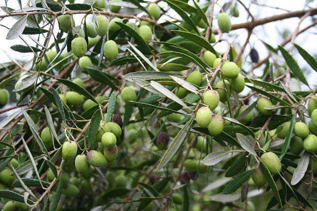 olivovník evropský - Olivovník evropský