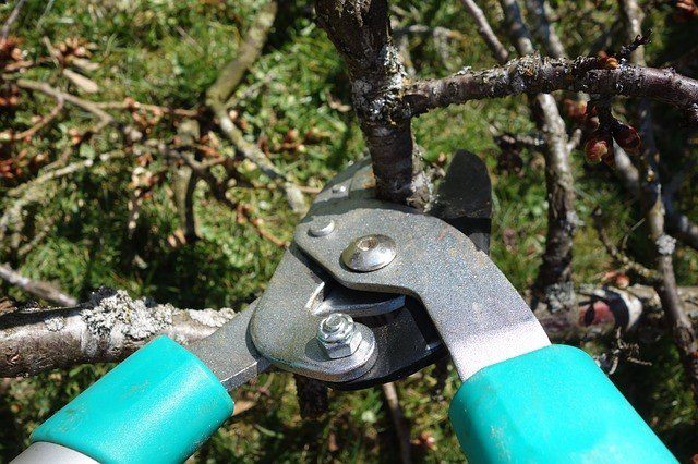 stříhání stromů - Zastřihávání listnatých a jehličnatých stromů