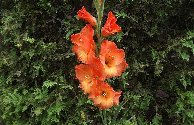 gladiola květen - Květen ve vaší zahradě