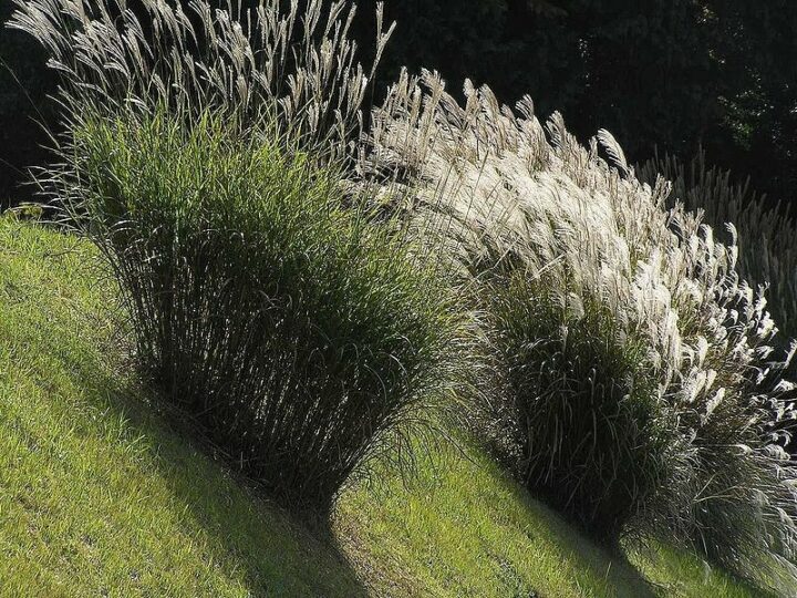 ozdobnice čínská wikipedia - Jaké máme zajímavé ozdobné trávy do zahrady