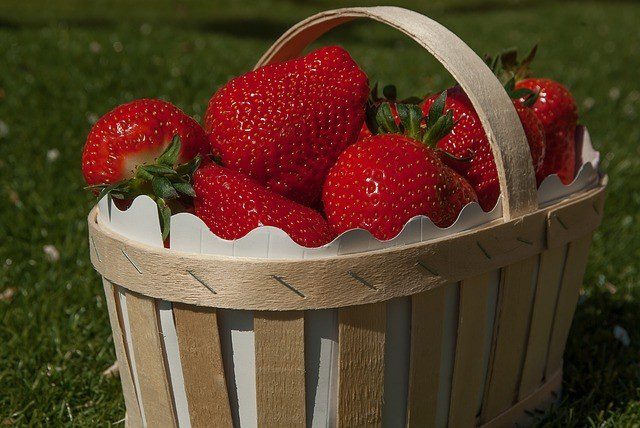sběr jahod - Jak pěstovat jahody