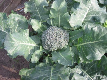 brokolice wikipedie - Vše, co potřebujete vědět před pěstováním brokolice