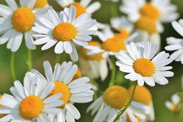 heřmánek - Které bylinky sbíráme na jaře a jaké mají léčivé účinky