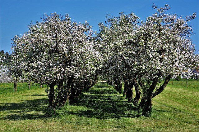 kvetoucí stromy - Jak se  opylují ovocné stromy