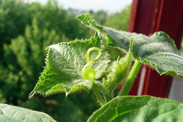 okurka salátová - Jak si vypěstovat salátové okurky ve skleníku