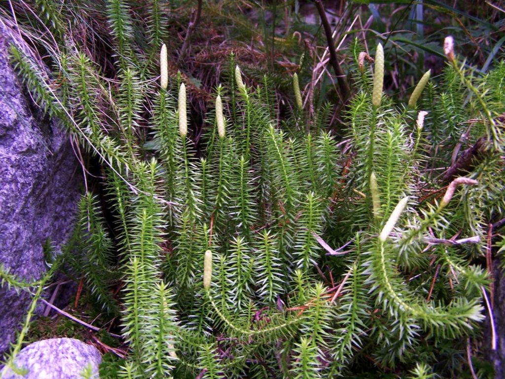 plavuň pučivá wikipedie šumava 1024x768 - Které léčivé bylinky najdete na Šumavě