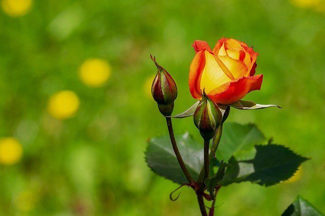 růže venku - Jak si vypěstovat velké a krásné růže - bez použití chemie