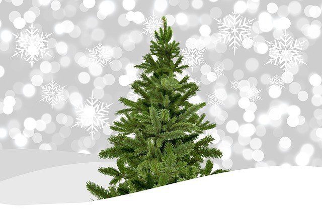 strom po vánocích 1 - Jak zužitkovat starý vánoční stromeček
