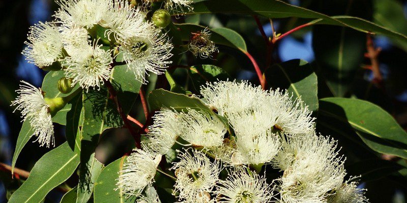 eukalyptus - Eukalyptus