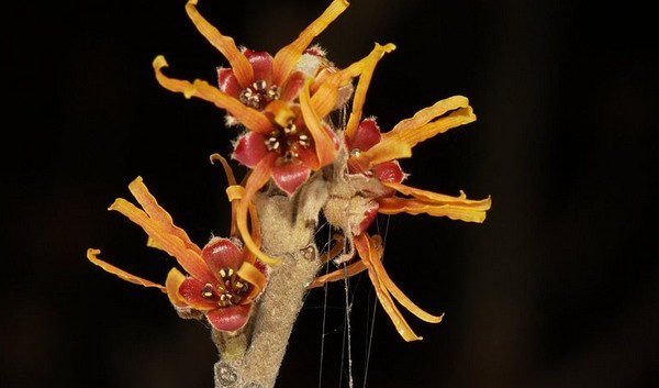 květy vilín měkký