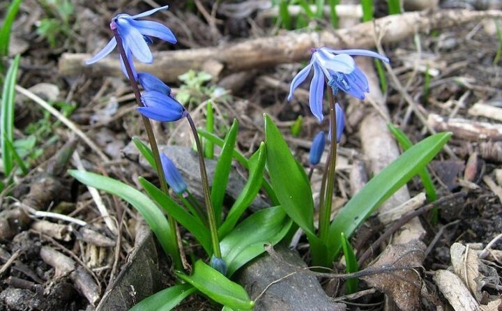 ladoňka sibičská wikipedia - Druhy květin modré barvy. Co znamená modrá v květinovém aranžmá