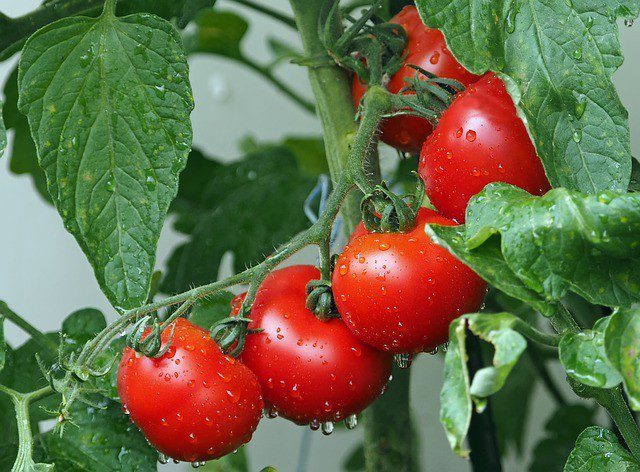 rajčata - Máte velkou úrodu rajčat? Zkuste protlak, kečup nebo marmeládu