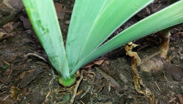 sázení kostaců 2 1