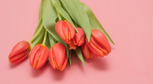 tulipán - Druhy květin červené barvy. Co znamená červená barva v aranžmá