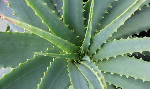 aloe - Pokojové rostliny – přírodní čističe vzduchu. Pohltí toxické látky u vás doma