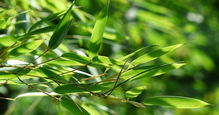bambus - Bambusy v malé zahradě – jak je ukočírovat?