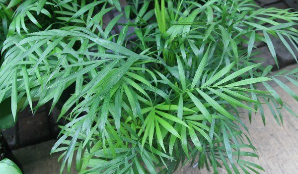 chamaedora - Pokojové rostliny – přírodní čističe vzduchu. Pohltí toxické látky u vás doma