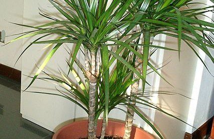 dracéna - Pokojové rostliny – přírodní čističe vzduchu. Pohltí toxické látky u vás doma