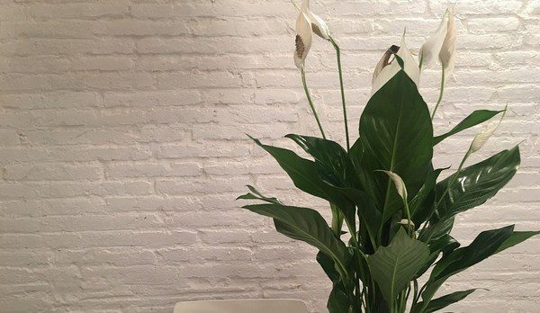 lopatkovec - Pokojové rostliny – přírodní čističe vzduchu. Pohltí toxické látky u vás doma