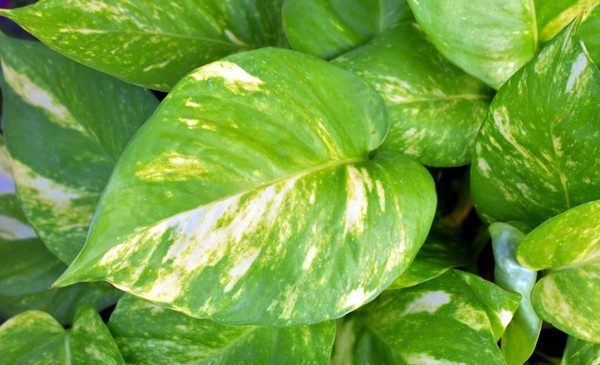 potos - Pokojové rostliny – přírodní čističe vzduchu. Pohltí toxické látky u vás doma