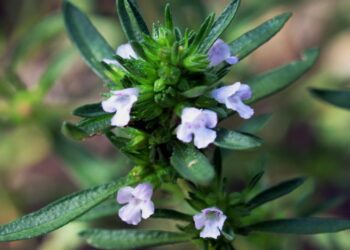 Satureja hortensis Prague 2011 3