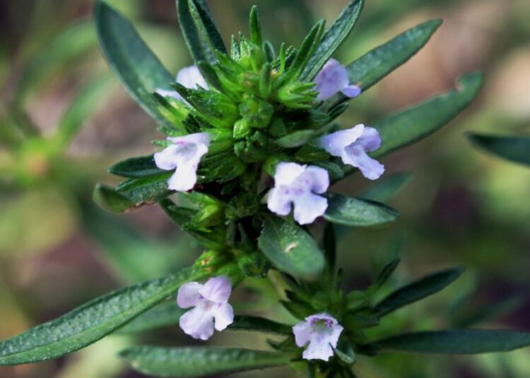 Satureja hortensis Prague 2011 3