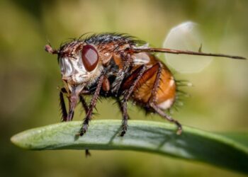 Potřebují masožravky ke svému životu hmyz?