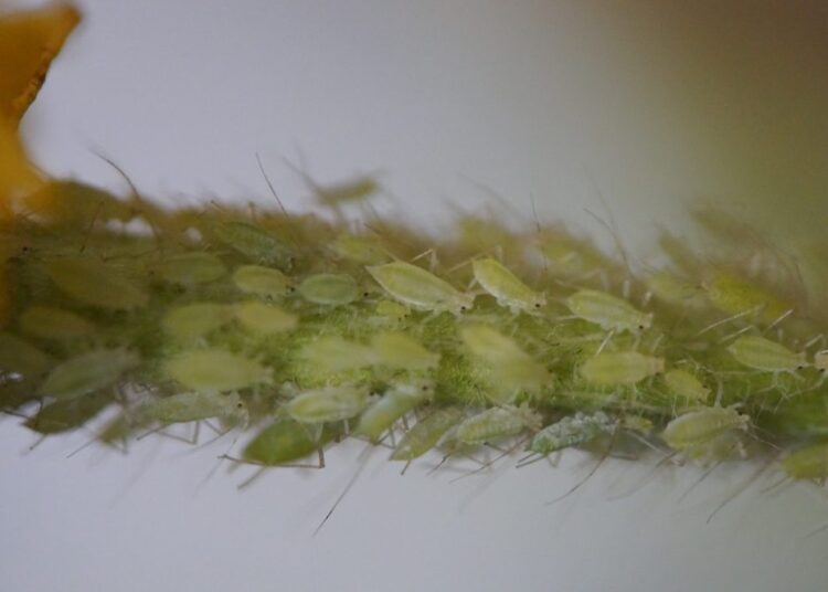 škůdci na rostlinách