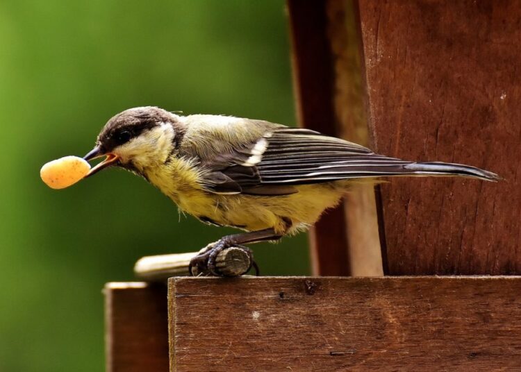 krmítko s ptáčkem
