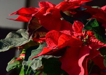 vánoční hvězdice