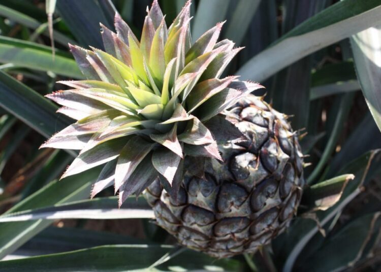 ananas