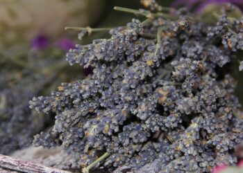 lavender 839121 1280