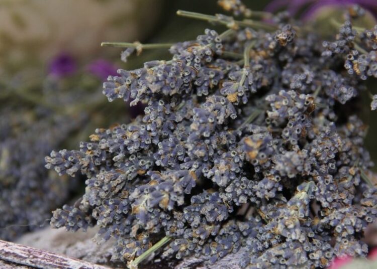 lavender 839121 1280