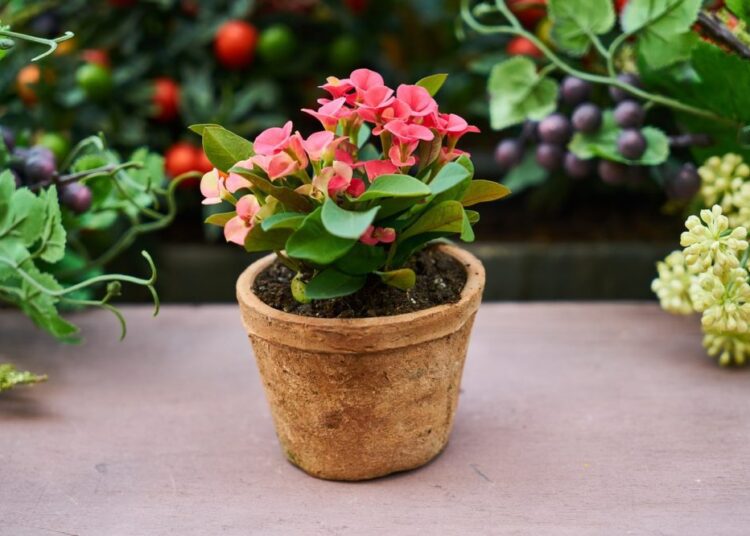 pokojové rostliny hnojení