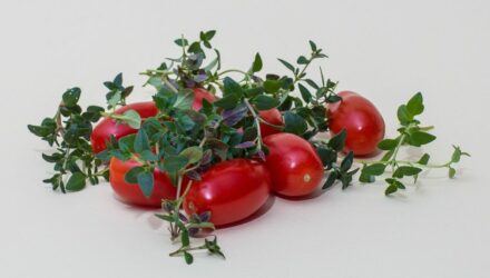 tymián rajčata
