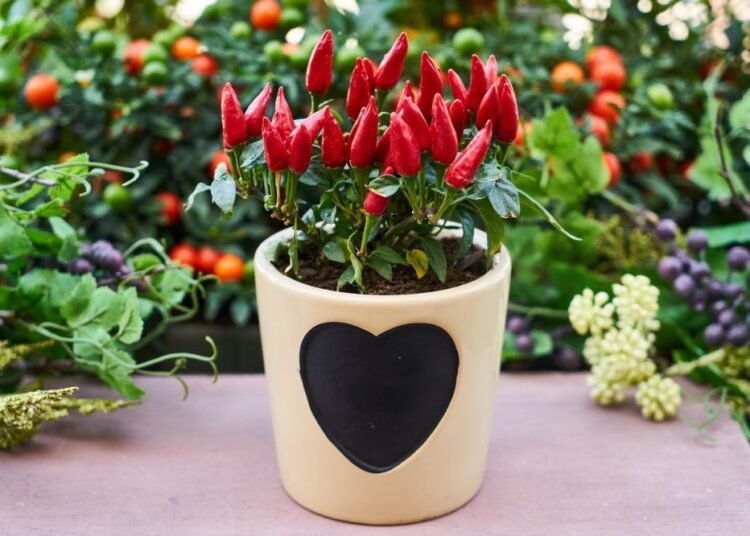 zelenina v květináči