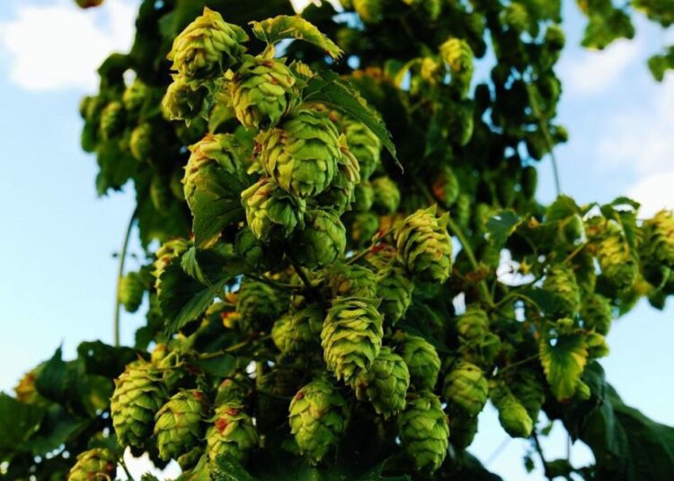 chmel