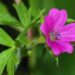 geranium