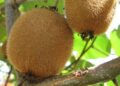 kiwi